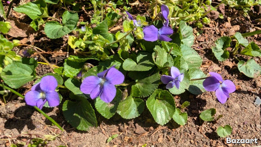 Live Common Blue Violet Plant: Native Ground Cover, Edible Wildflower