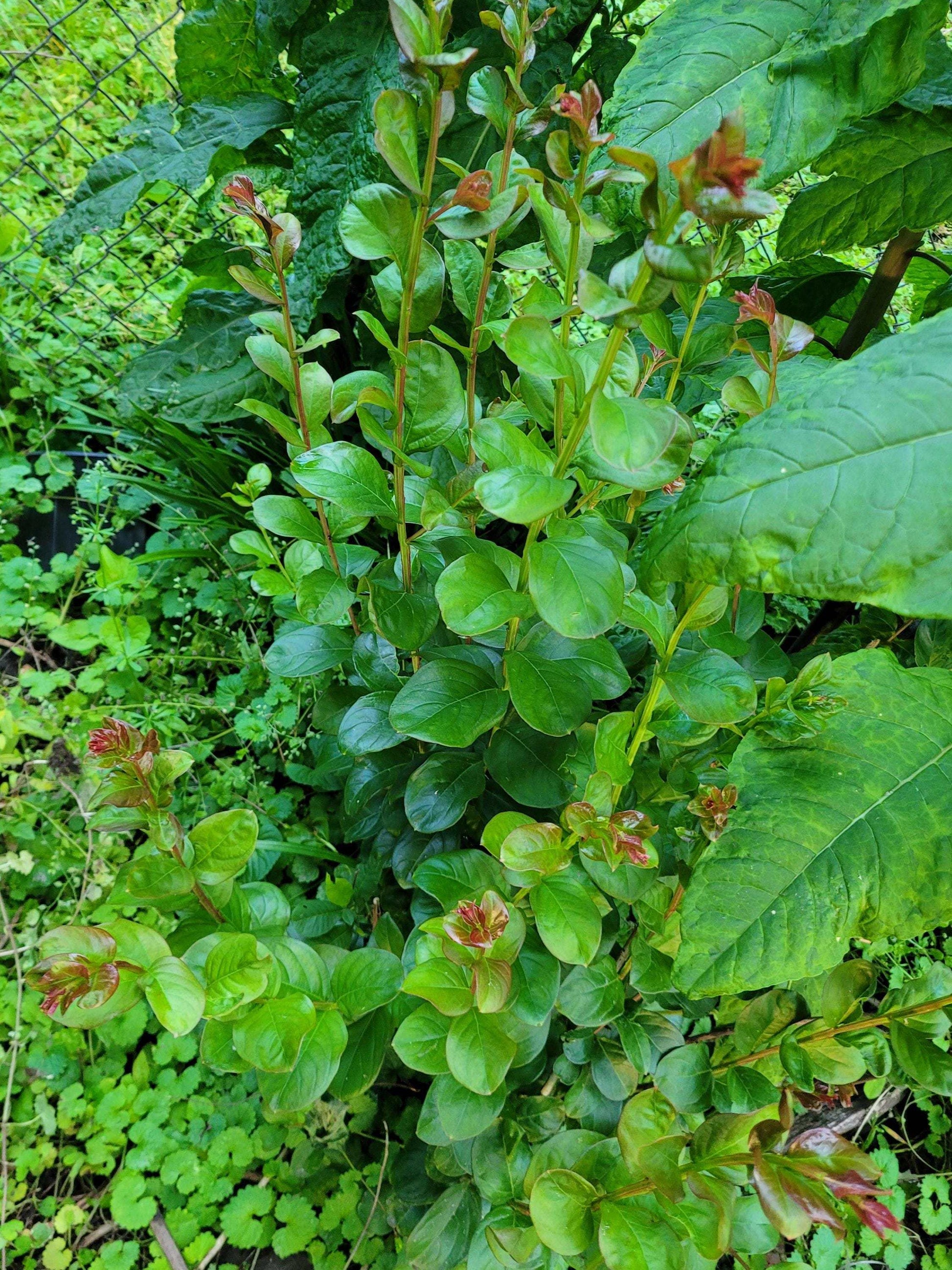 Live Crepe Myrtle Suckers/Clippings – Fast-Rooting Garden Starts | Choose Your Quantity | Pollinator-Friendly Shrub