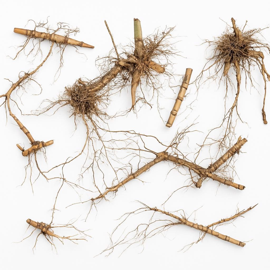 Natural Dried Bamboo Rhizomes – Organic Driftwood Roots for Terrariums, Reptile Decor, Crafts & Display
