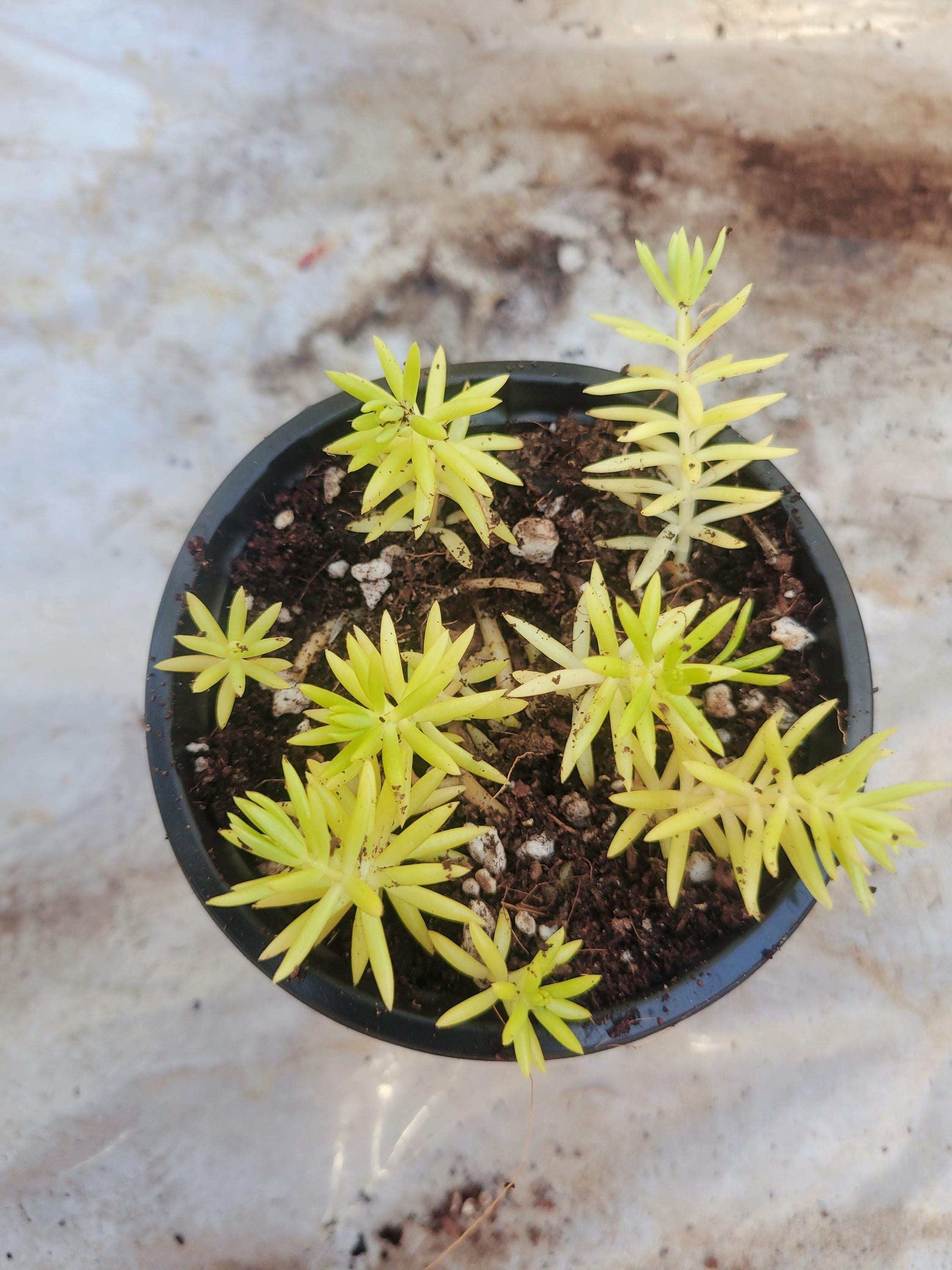 Lemon Coral Sedum Live Plant – Vibrant Chartreuse Succulent | Drought Tolerant Groundcover | Easy Care Houseplant or Outdoor Accent