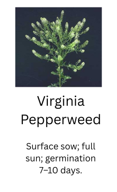 Foraged Edibles Seed Bundle – 5 Wild, Easy-Growing Edible Plants