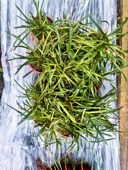 Monkey Grass (Liriope Spicata) Live Rooted Fans: Spreading Ground Cover