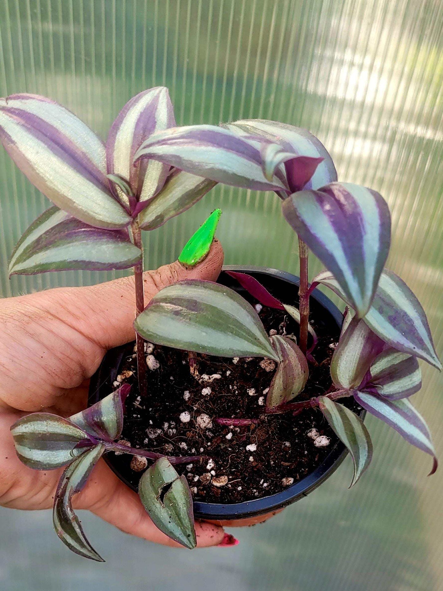 Variegated Tradescantia Zebrina Cutting: Purple Silver Wandering Jew (Bareroot Start)