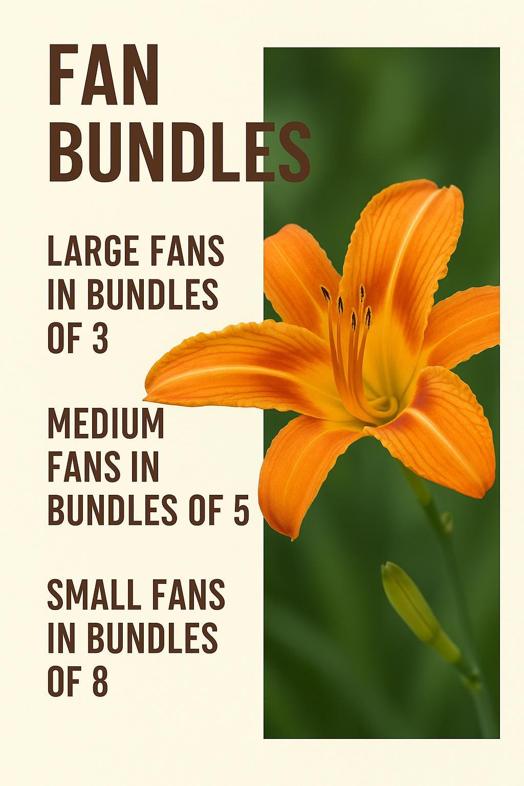 Orange Daylily Bulbs: Hardy Perennial Hemerocallis Fulva