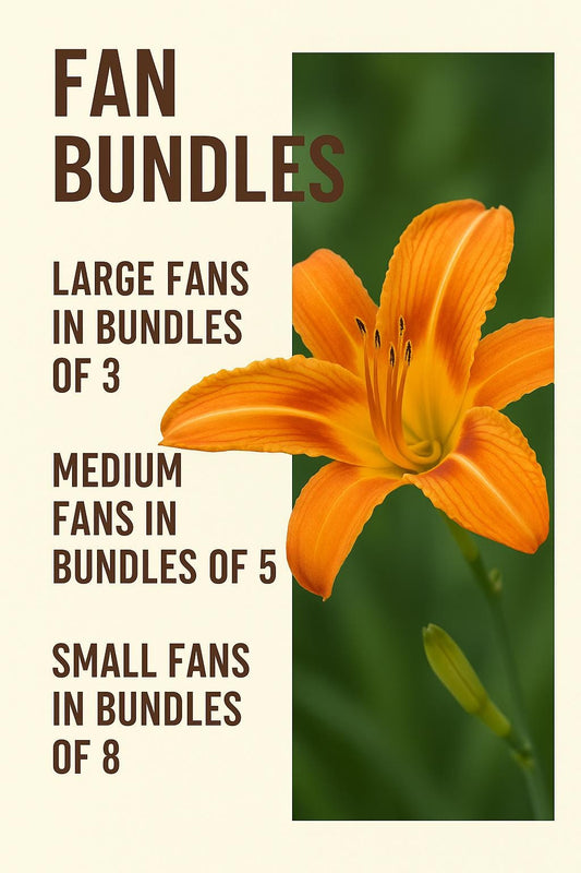 Orange Daylily Bulbs: Hardy Perennial Hemerocallis Fulva