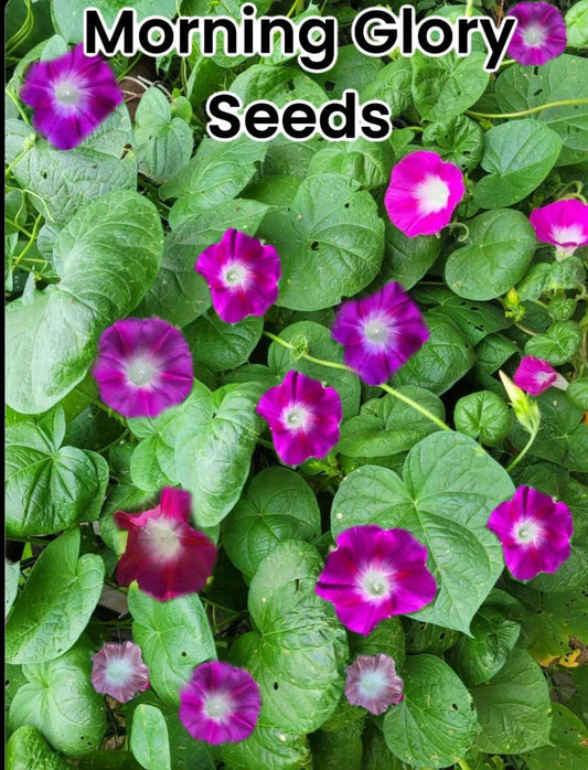 Heirloom Morning Glory Mix Seeds: Pink, Blue & Purple Cottage Garden Climber