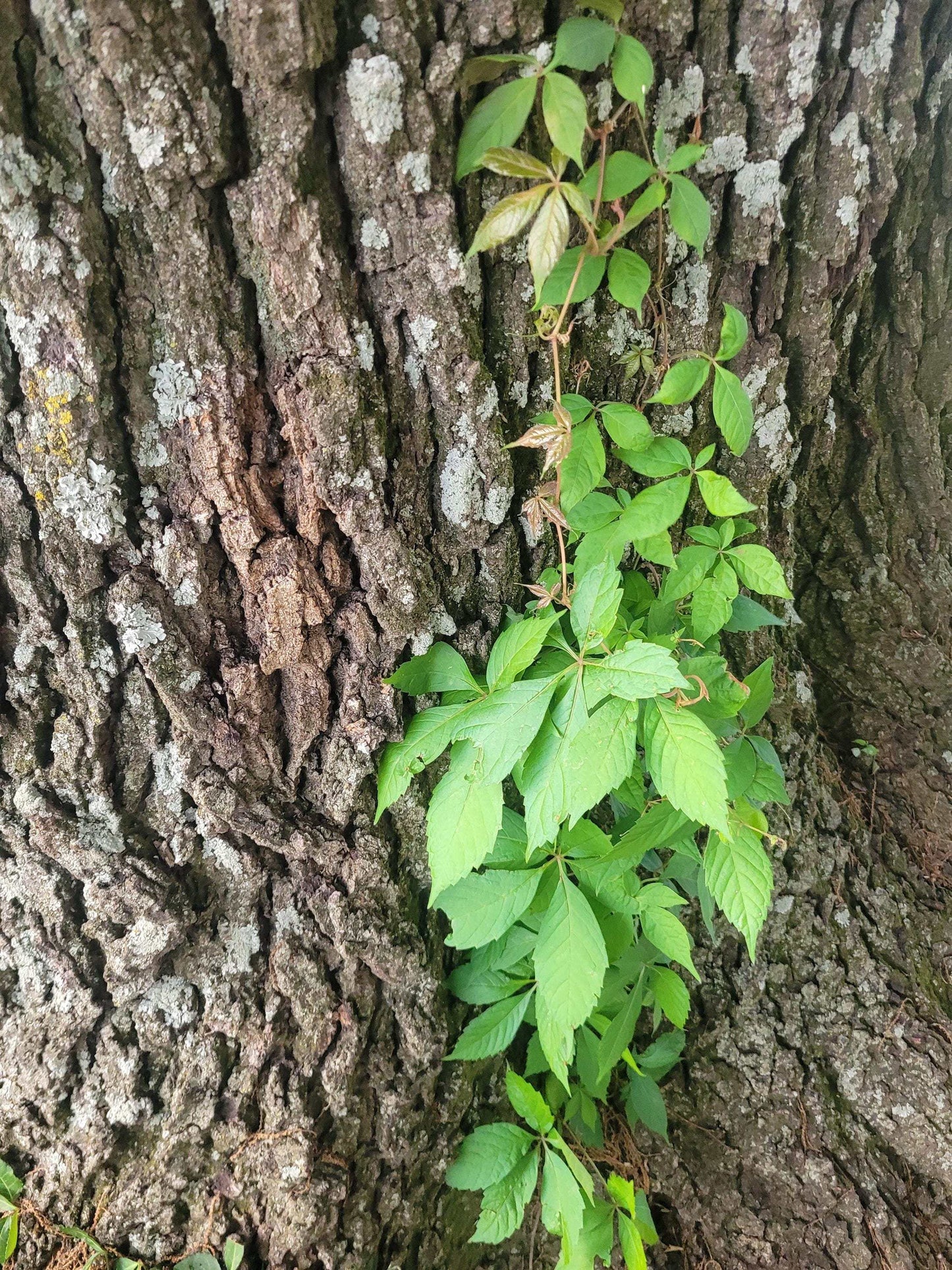 Virginia Creeper Vine Starter • Fast-Growing Native Climber • Live Plant for Trellises, Privacy, Shade