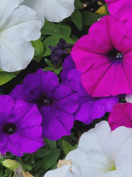 Petunia Seeds | Annual Flower Mix for Hanging Baskets or Garden Beds