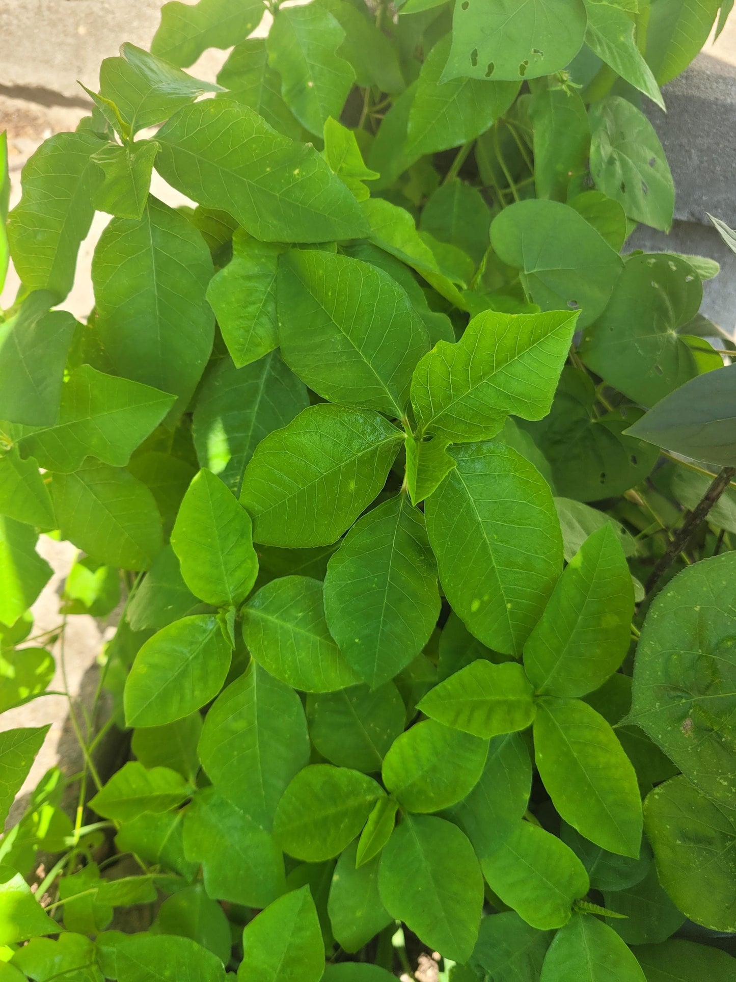 Wild Poinsettia (Euphorbia cyathophora) | Hardy Live Starter Plant | Native Pollinator | Arkansas Grown