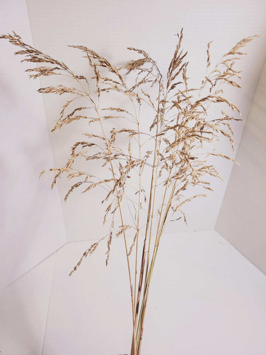 Dried Wild Oats Grass Bunch: Rustic Floral Arrangement Stems