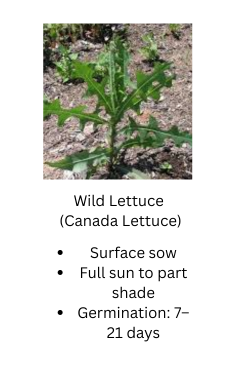 Foraged Edibles Seed Bundle – 5 Wild, Easy-Growing Edible Plants