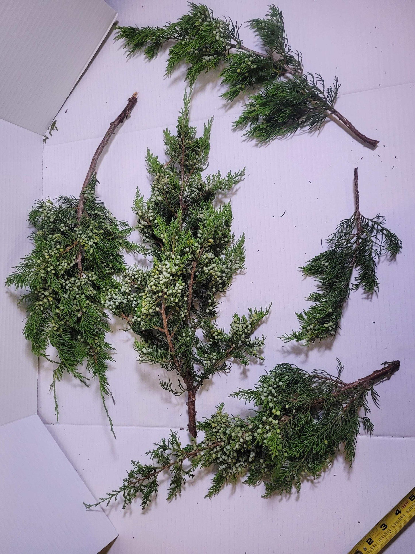 Preserved Juniper Cedar Branches with Berries: Winter Wreath Greenery