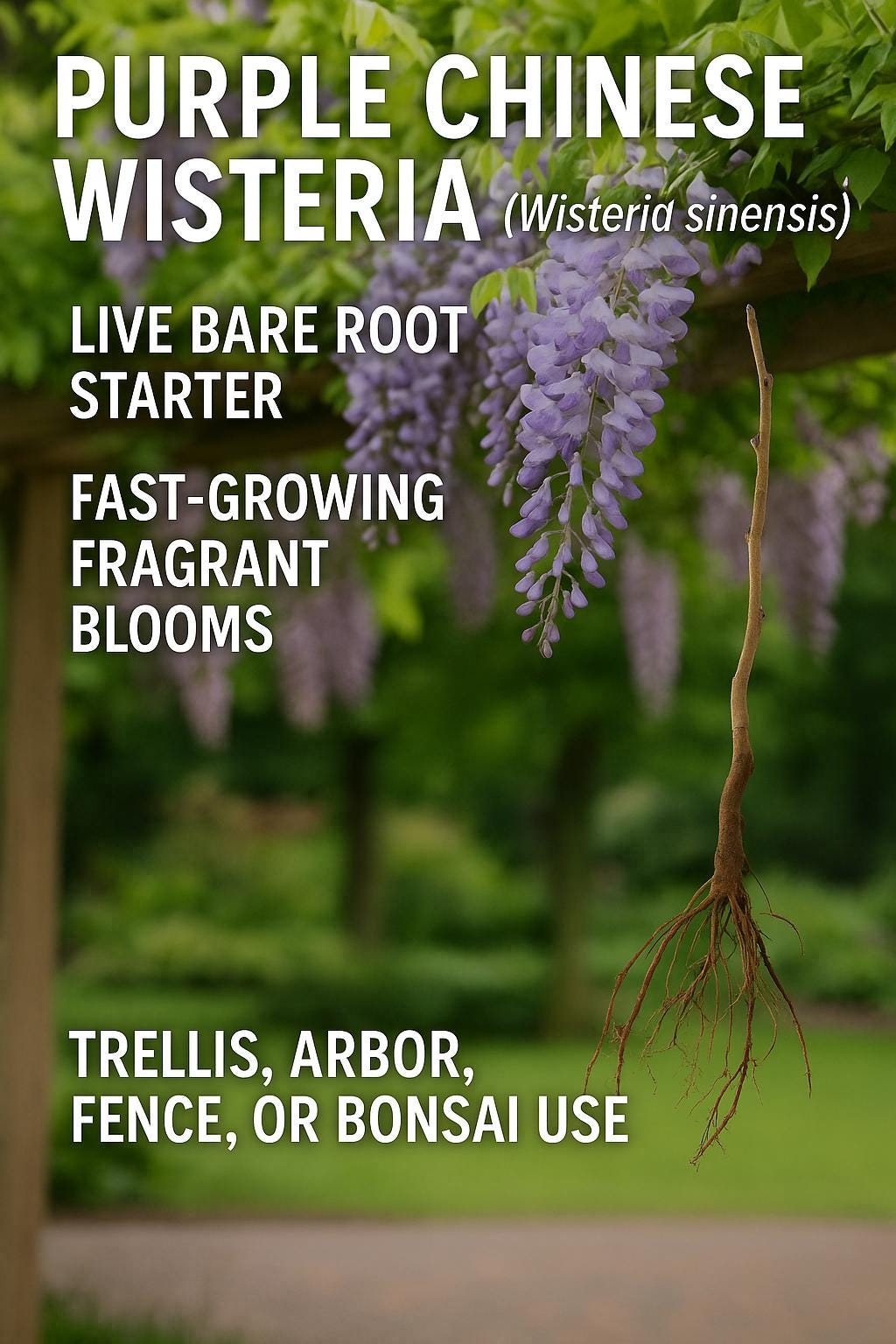 Purple Wisteria Vine – 1-Gallon Size,