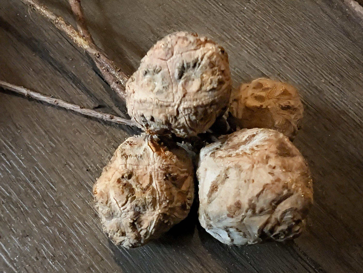 Close-up of natural dried bald cypress on a wooden surface
