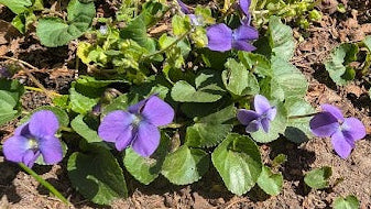 Purple flowers growing in a garden bed with green grass and soil.