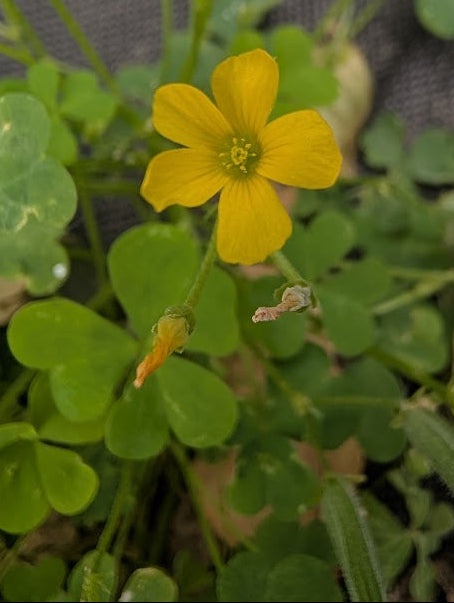 Yellow flowers with green leaves on a dark background