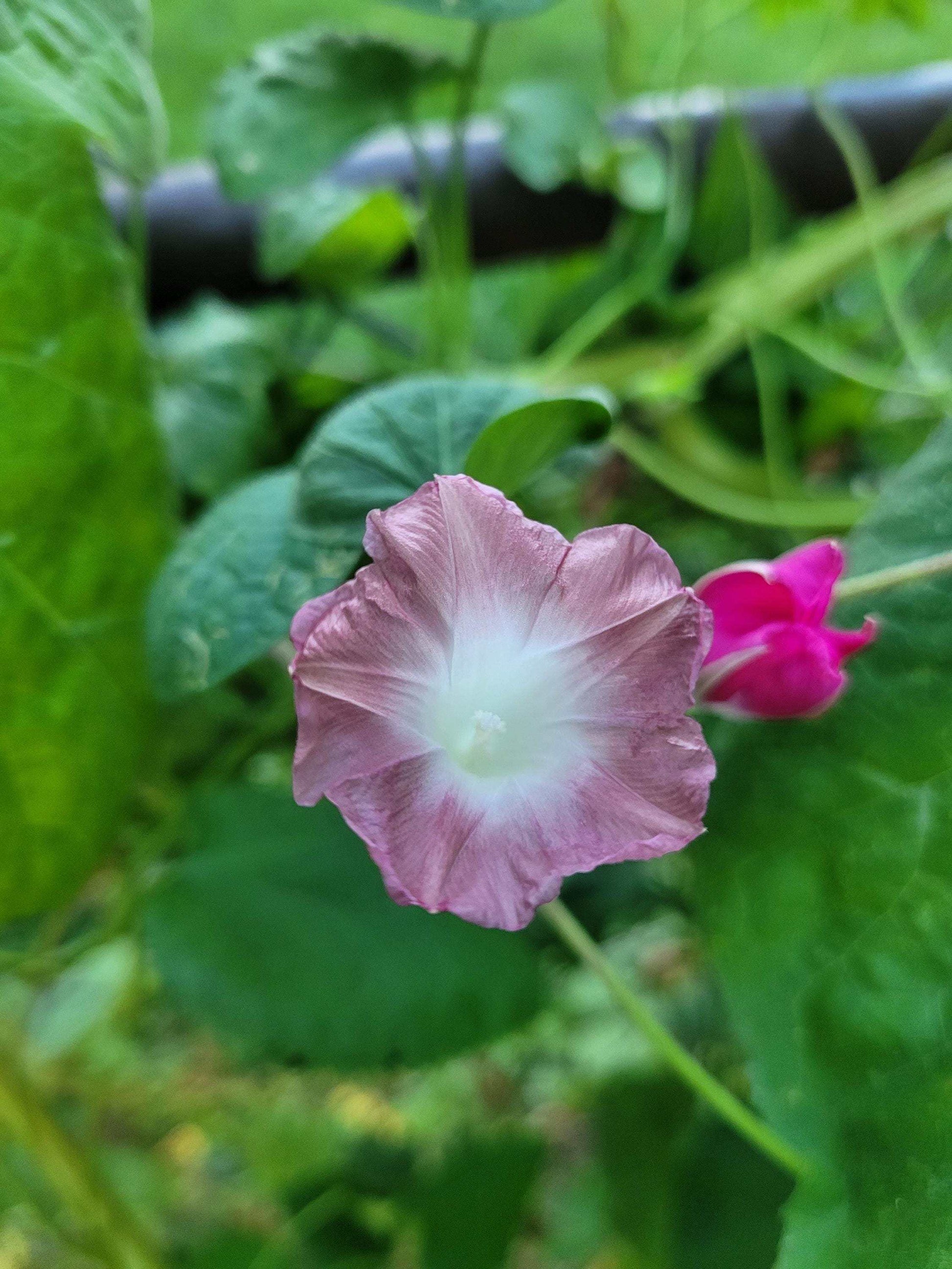 Heirloom Morning Glory Mix Seeds: Pink, Blue & Purple Cottage Garden Climber