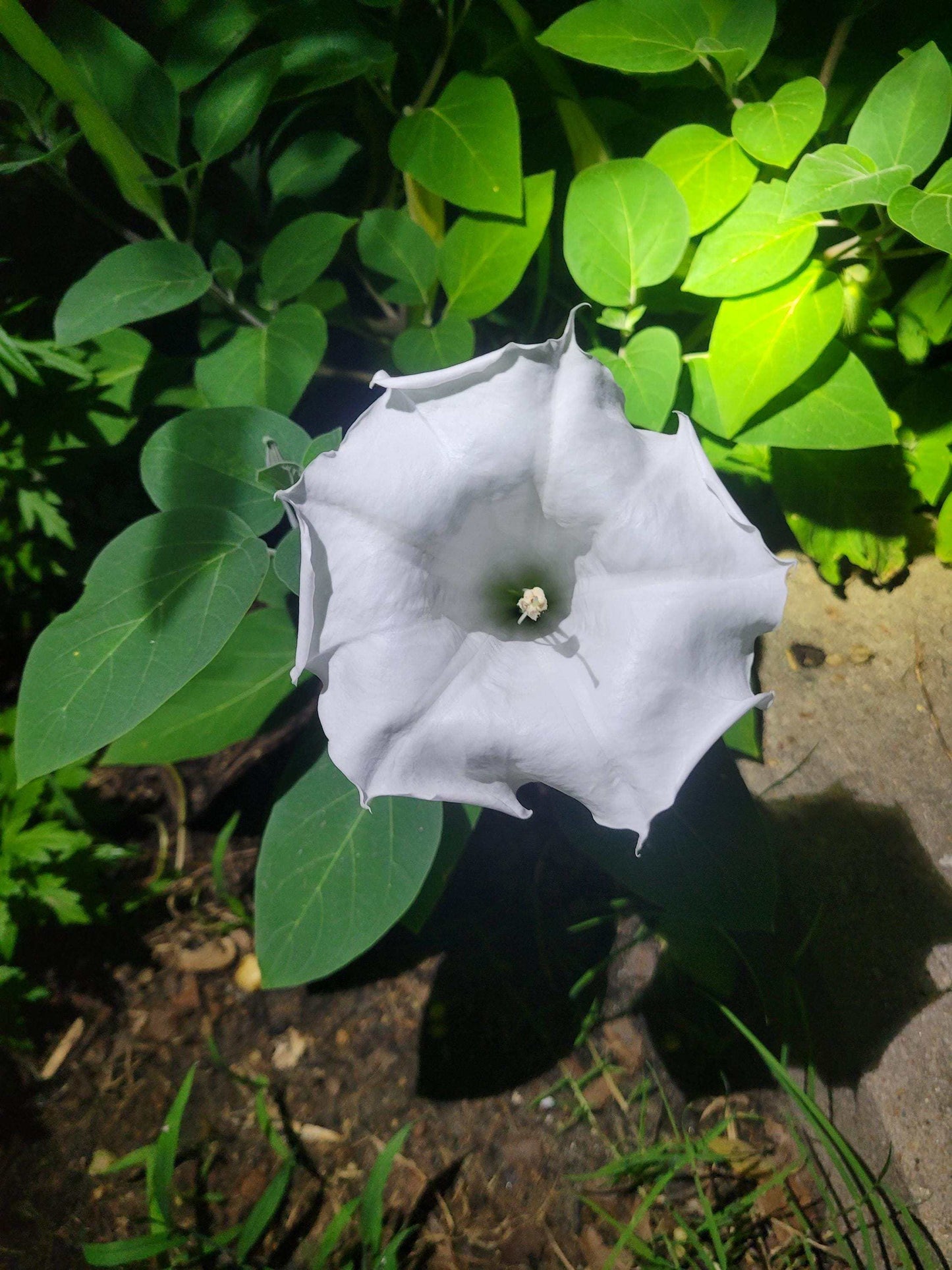Devil's Trumpet Seeds: Fragrant Night-Blooming Datura Metel