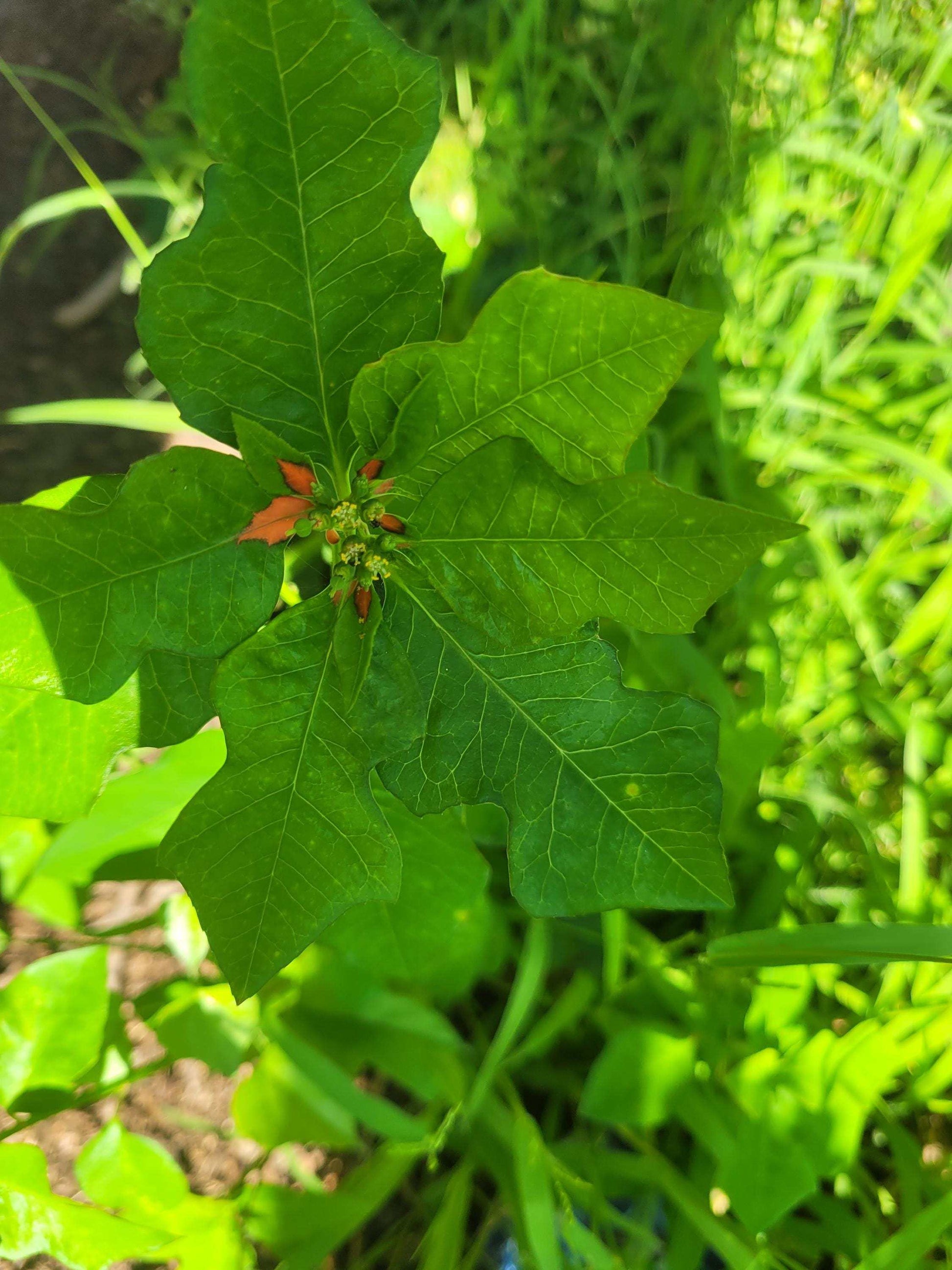 Wild Poinsettia (Euphorbia cyathophora) | Hardy Live Starter Plant | Native Pollinator | Arkansas Grown