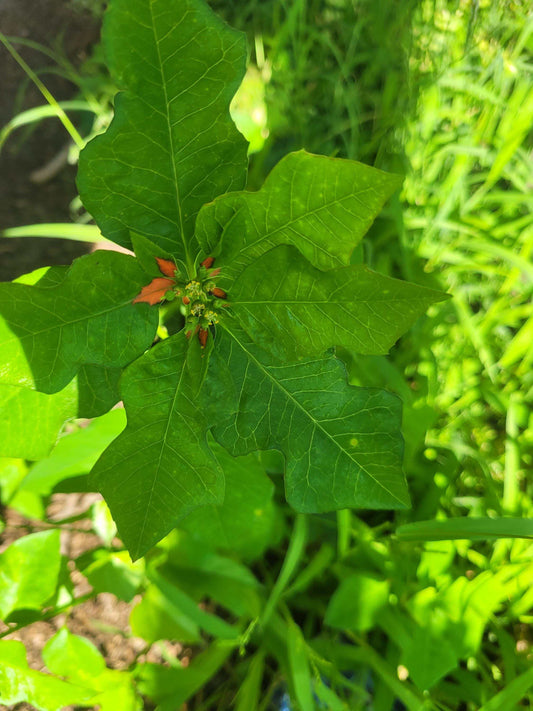Wild Poinsettia (Euphorbia cyathophora) | Hardy Live Starter Plant | Native Pollinator | Arkansas Grown