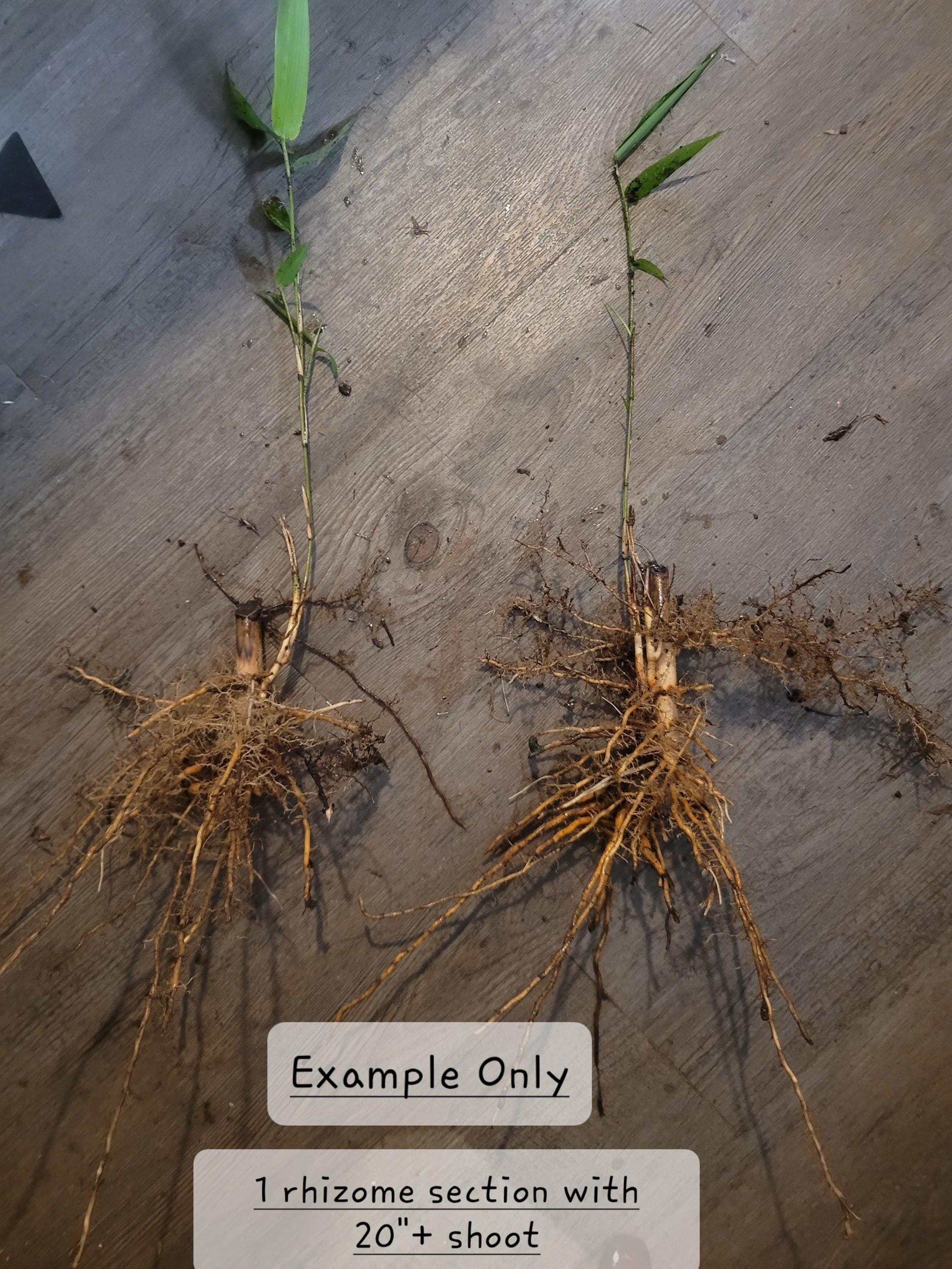 Giant River Cane Rhizome: Live Native Bamboo for Planting & Basketry