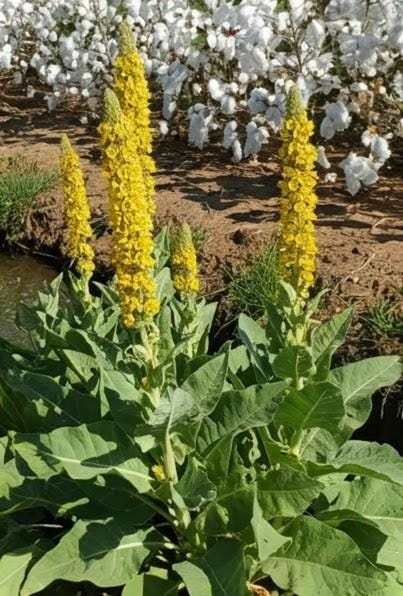 Wild Mullein Seeds | Verbascum thapsus | Medicinal Herb for Tea & Smoking Blends | Pollinator Wildflower Garden | Heirloom Non-GMO Seeds