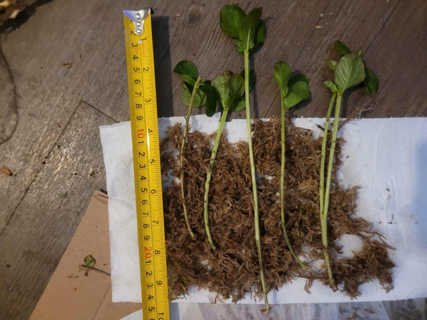 Live Crepe Myrtle Suckers/Clippings – Fast-Rooting Garden Starts | Choose Your Quantity | Pollinator-Friendly Shrub