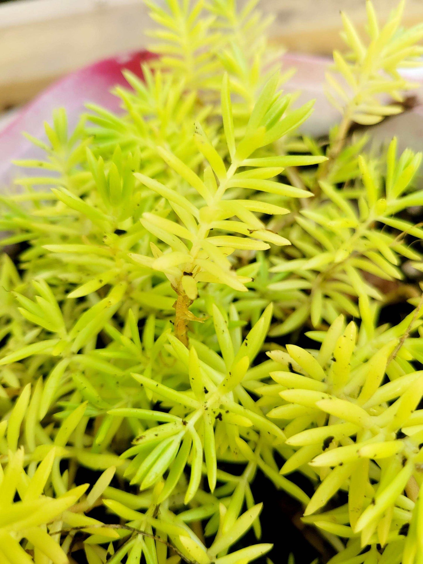Lemon Coral Sedum Live Plant – Vibrant Chartreuse Succulent | Drought Tolerant Groundcover | Easy Care Houseplant or Outdoor Accent