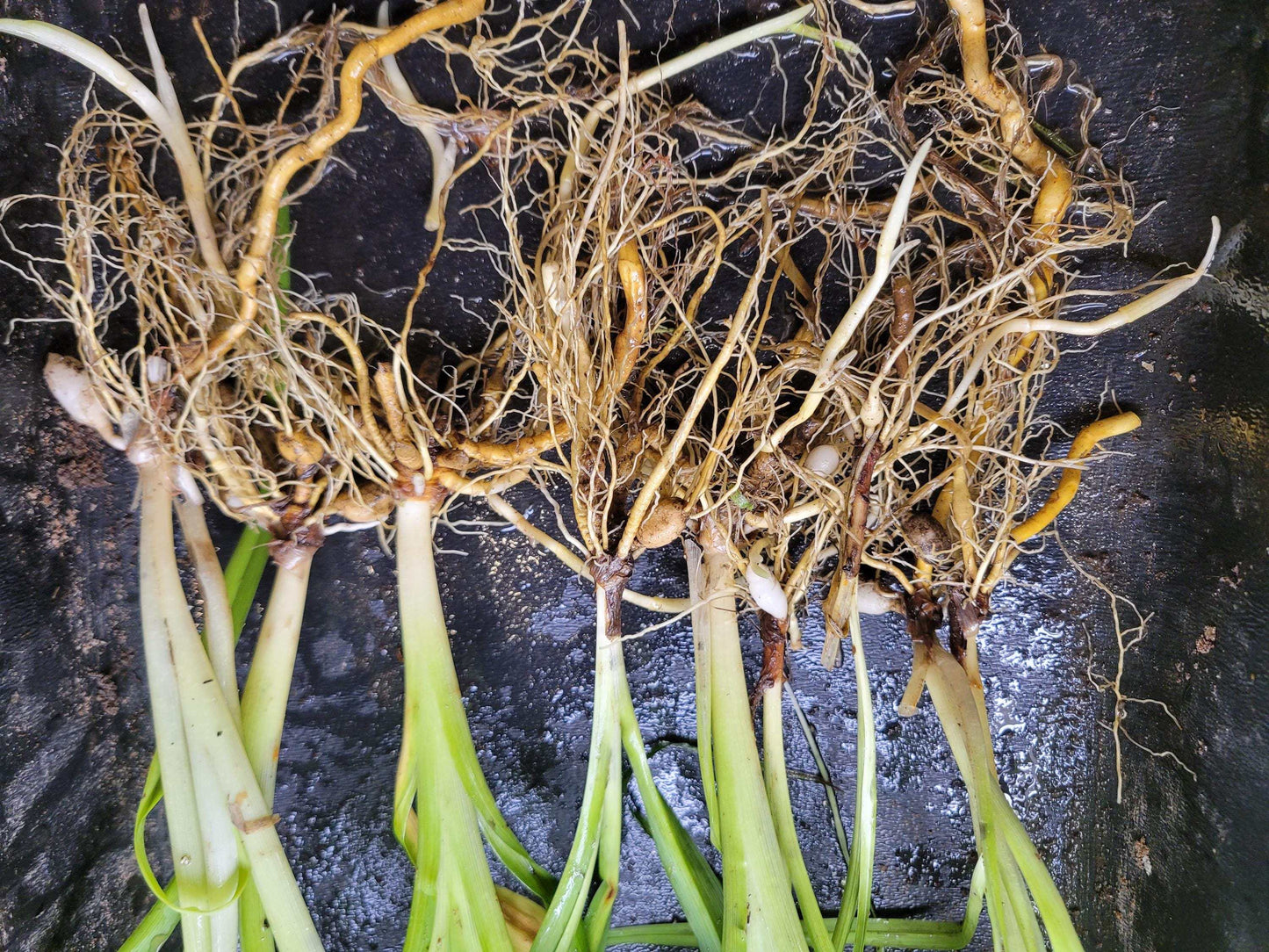 Orange Daylily Bulbs: Hardy Perennial Hemerocallis Fulva