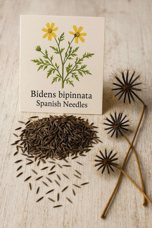 Native & Pollinator-Friendly Spanish Needles Seeds – Bidens bipinnata (Edible Wild Green