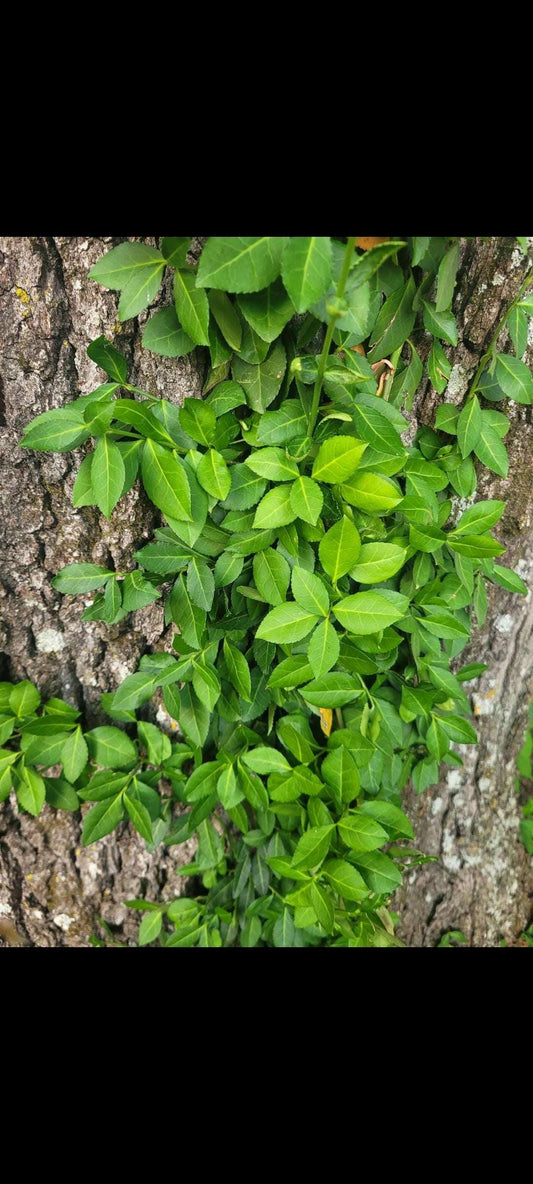 Winter Creeper Plant | Euonymus fortunei Evergreen Groundcover, Hardy Climber & Year-Round Greenery