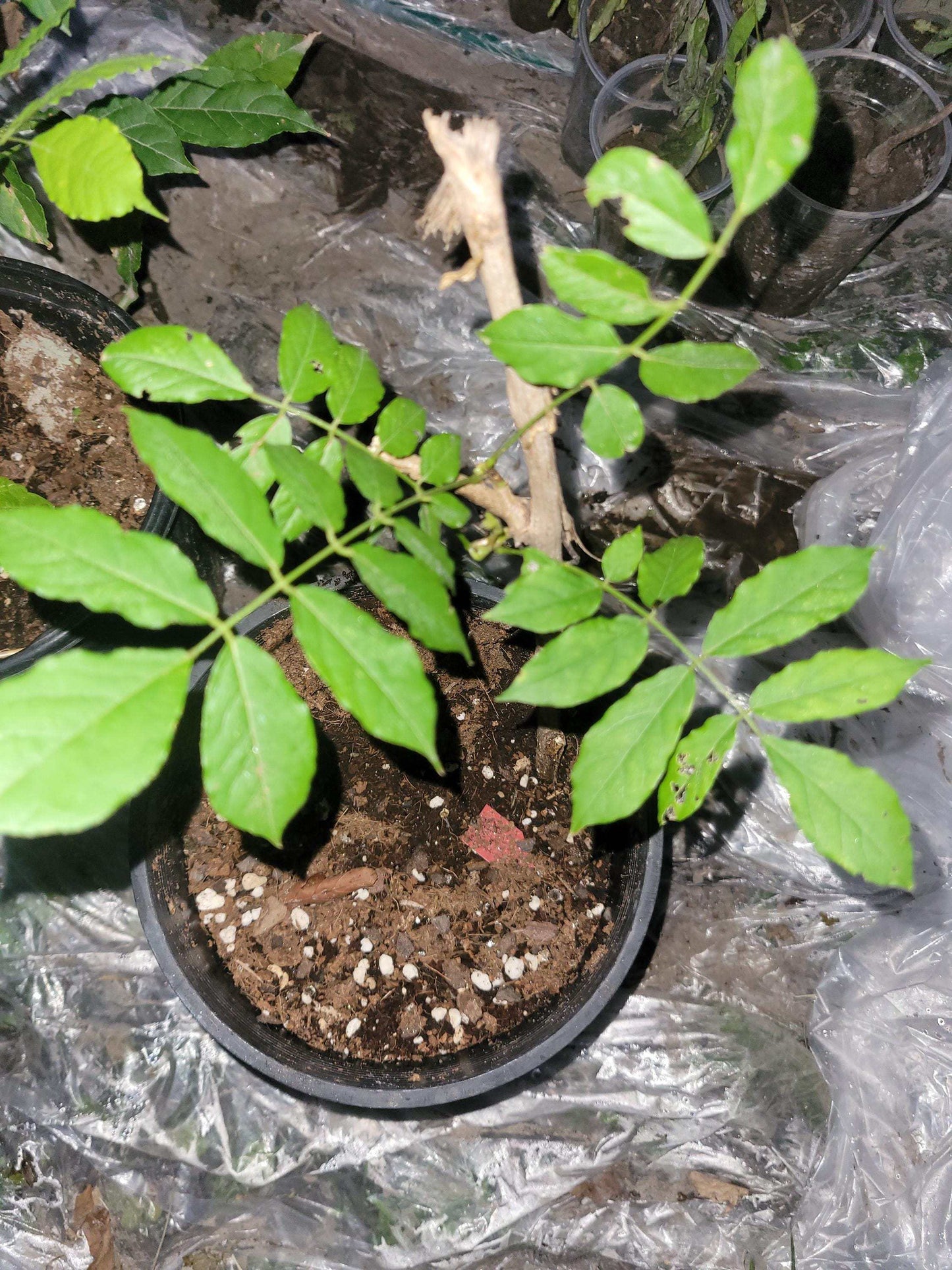 Purple Wisteria Vine – 1-Gallon Size,