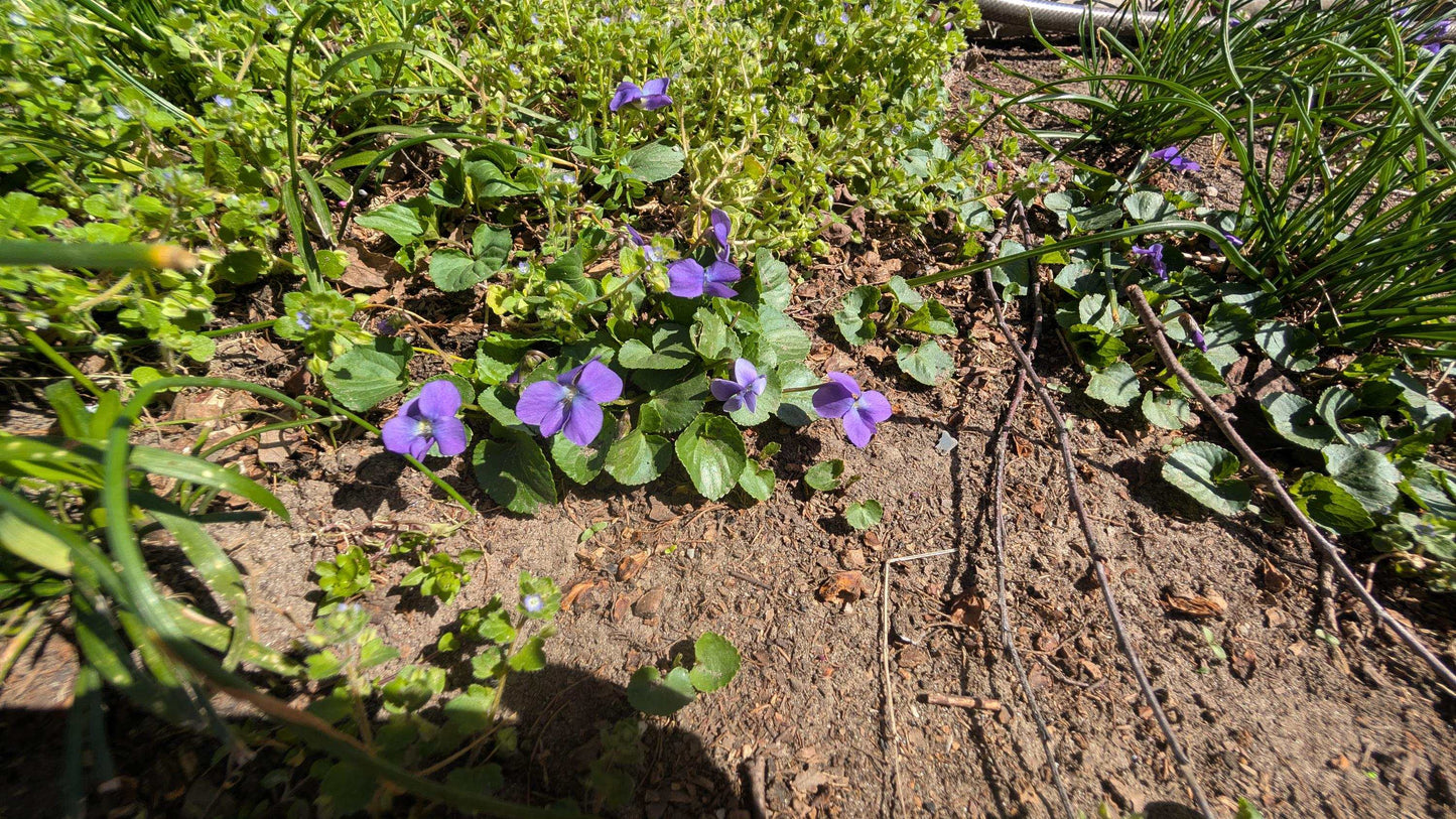 Live Common Blue Violet Plant: Native Ground Cover, Edible Wildflower
