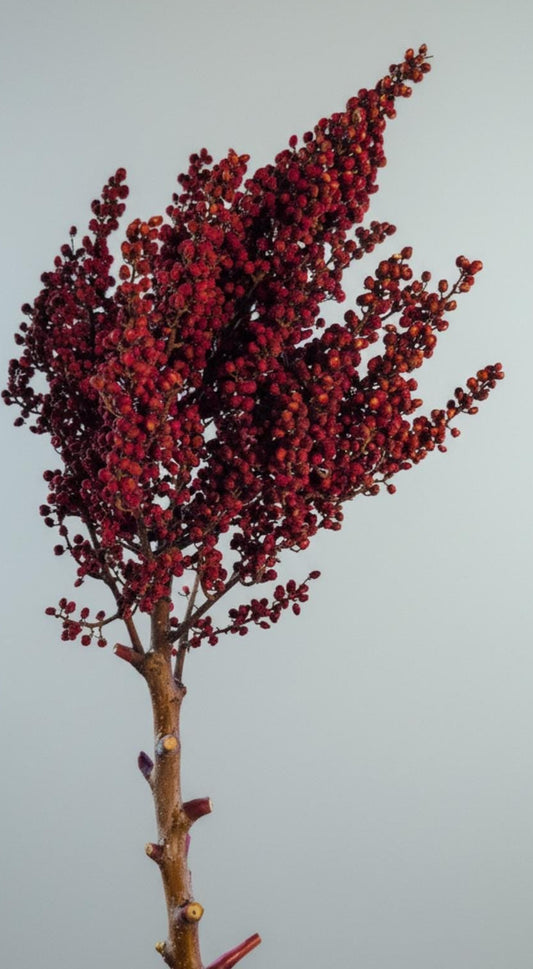 large cluster of bright red sumac berries on light grey background