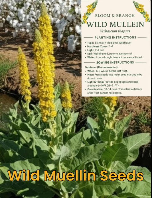 Wild Mullein Seeds | Verbascum thapsus | Medicinal Herb for Tea & Smoking Blends | Pollinator Wildflower Garden | Heirloom Non-GMO Seeds