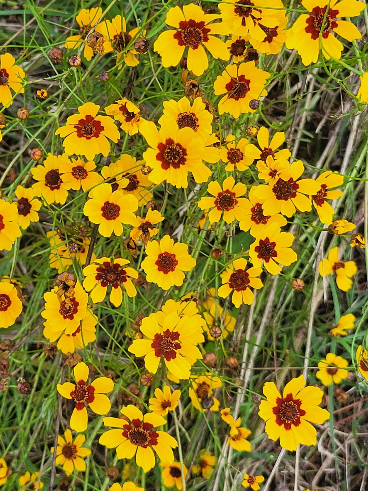 Plains Coreopsis Seeds – Native Coreopsis Tinctoria – Perennial Wildflower for Pollinators, Meadows, Drought-Tolerant Gardens