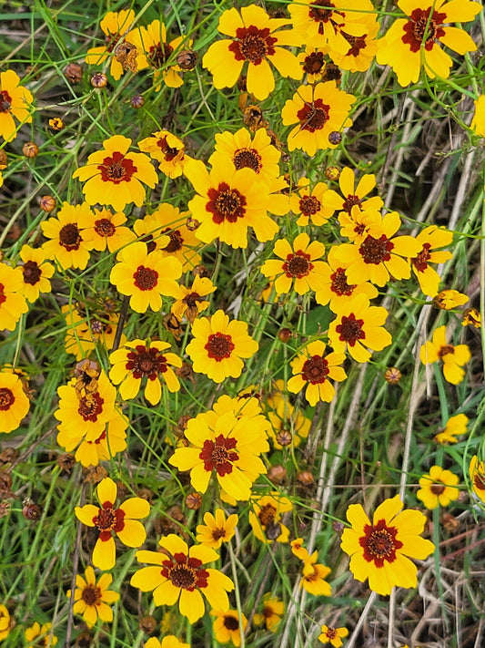 Plains Coreopsis Seeds – Native Coreopsis Tinctoria – Perennial Wildflower for Pollinators, Meadows, Drought-Tolerant Gardens