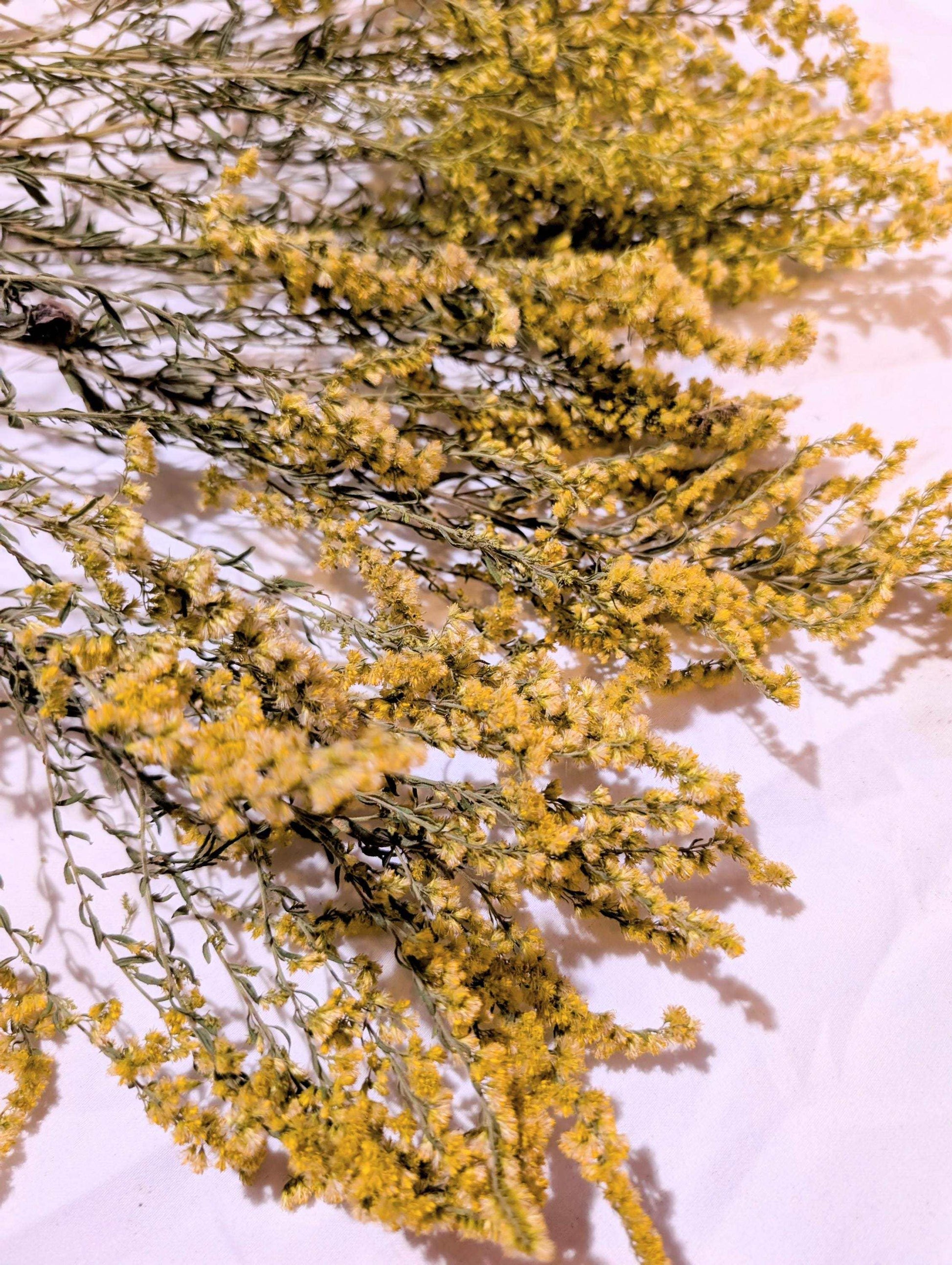 Dried Goldenrod Stems – Natural Yellow Wildflowers for Crafts, Bouquets & Wreaths – Preserved Solidago Floral Decor