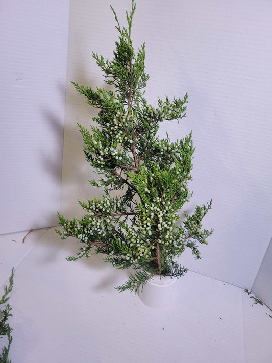 Preserved Juniper Cedar Branches with Berries: Winter Wreath Greenery
