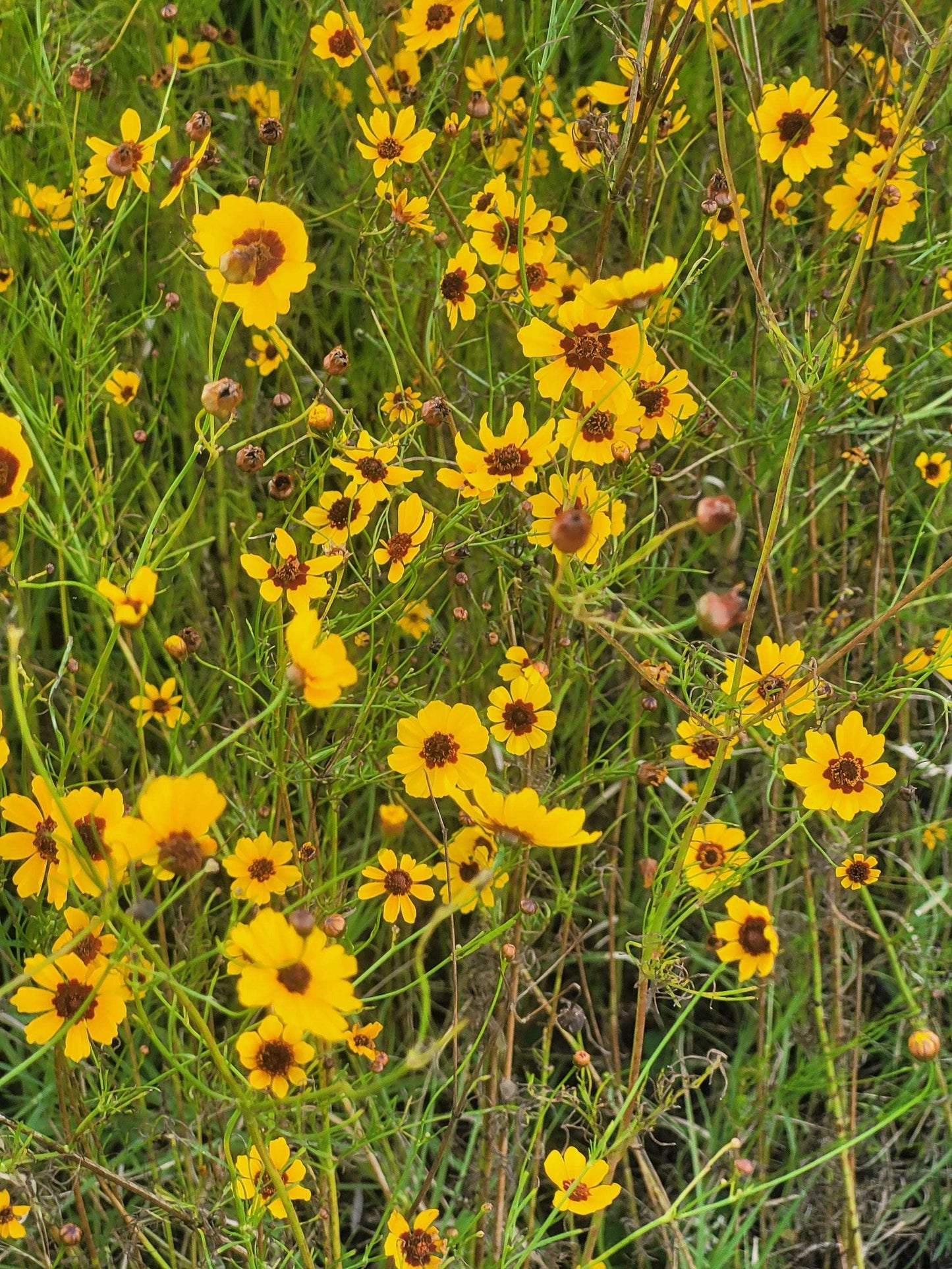 Plains Coreopsis Seeds – Native Coreopsis Tinctoria – Perennial Wildflower for Pollinators, Meadows, Drought-Tolerant Gardens