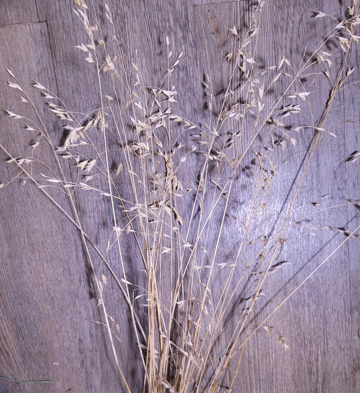 Dried Wild Grass Stems: Boho Floral Decor, Minimalist Arrangement