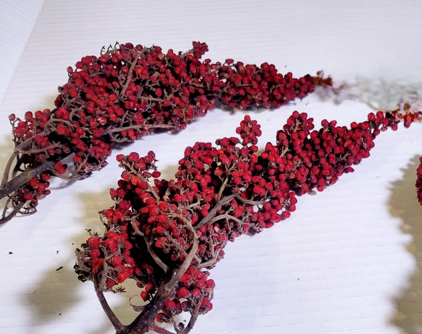 Premium Dried Sumac Berry Heads – Natural Red Clusters for Wreaths, Rustic Decor, Crafts, Resin Art, Wild Foraged Botanicals