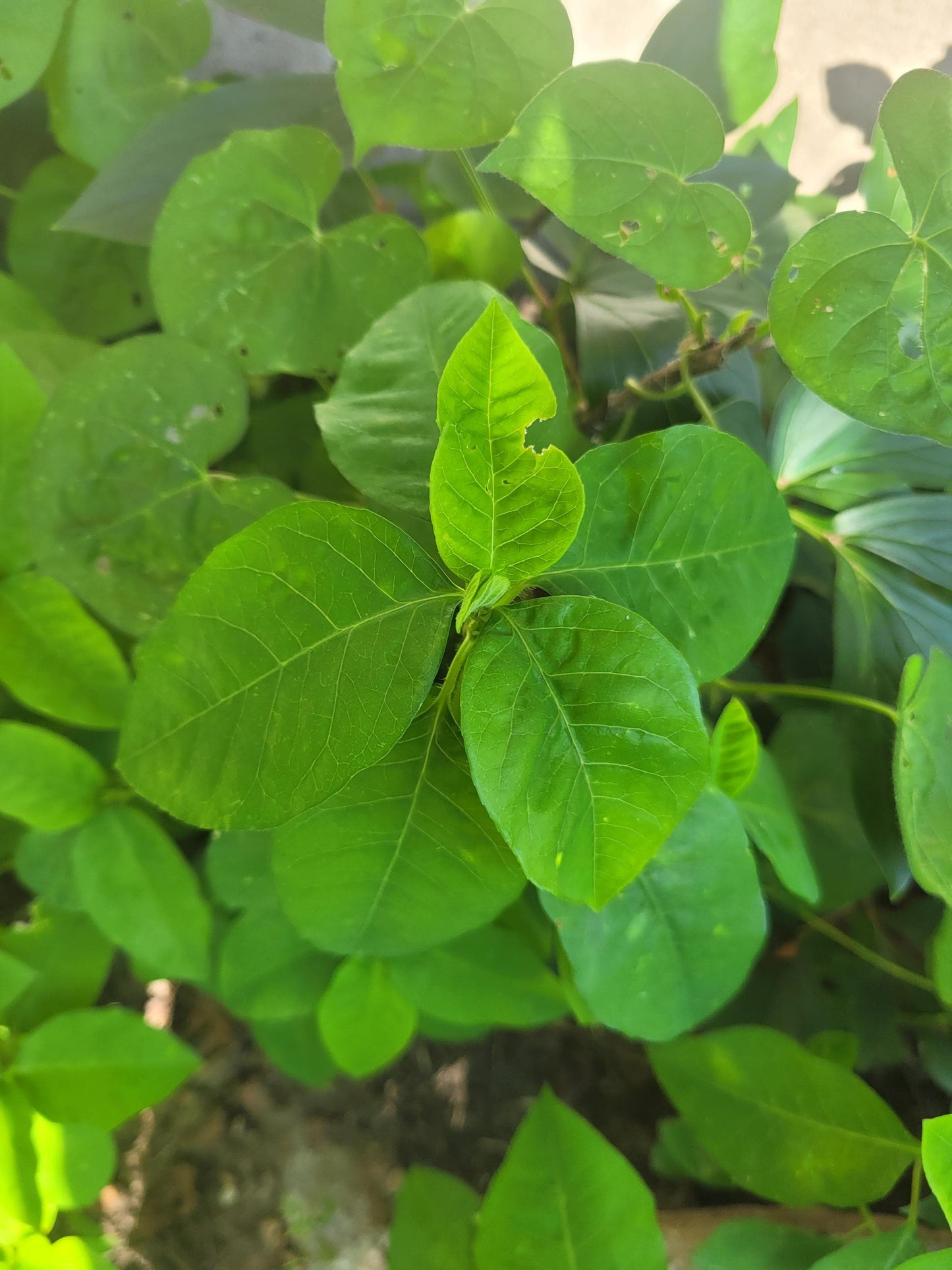 Wild Poinsettia (Euphorbia cyathophora) | Hardy Live Starter Plant | Native Pollinator | Arkansas Grown