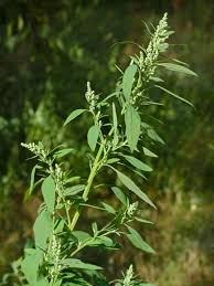 wild spinach growing in the open fields
