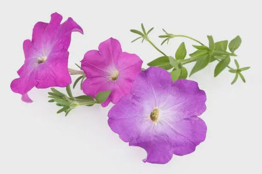 Petunia Seeds | Annual Flower Mix for Hanging Baskets or Garden Beds