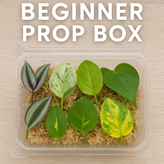 Rare Plant Cuttings Prop Box: Rooting Starter Kit - Pothos, Philodendron