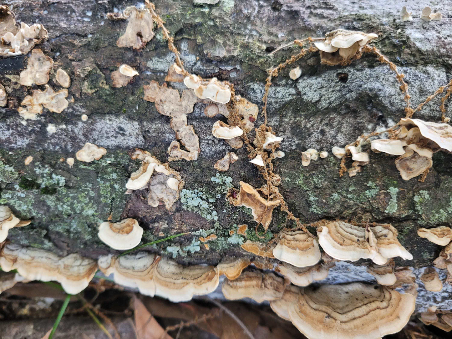 Natural Lichen & Moss Covered Bark: Terrarium, Fairy Garden, Reptile Decor