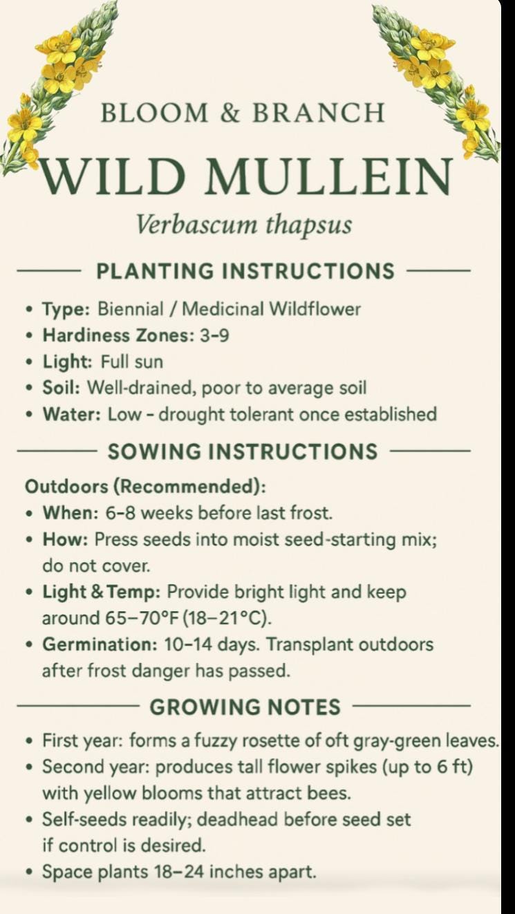 Wild Mullein Seeds | Verbascum thapsus | Medicinal Herb for Tea & Smoking Blends | Pollinator Wildflower Garden | Heirloom Non-GMO Seeds