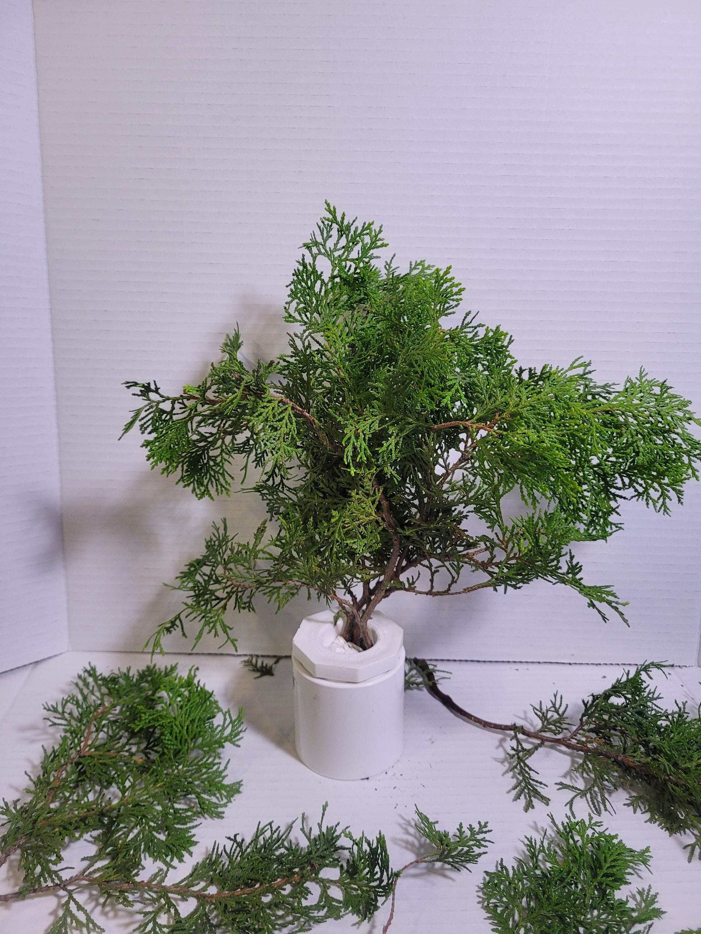 Preserved Arborvitae Cedar Sprigs: Greenery for Wreaths, Resin Art & Winter Decor