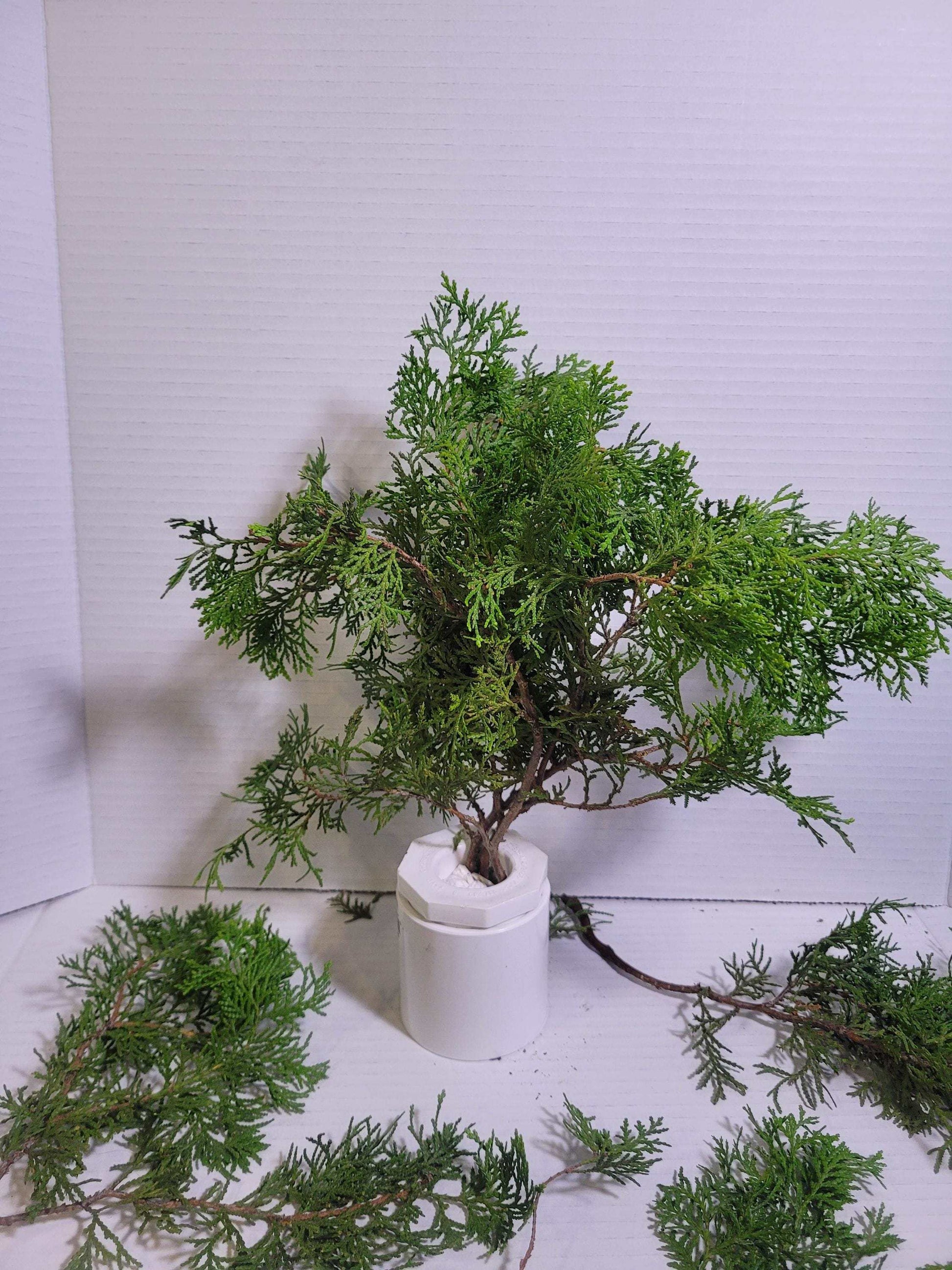Preserved Arborvitae Cedar Sprigs: Greenery for Wreaths, Resin Art & Winter Decor